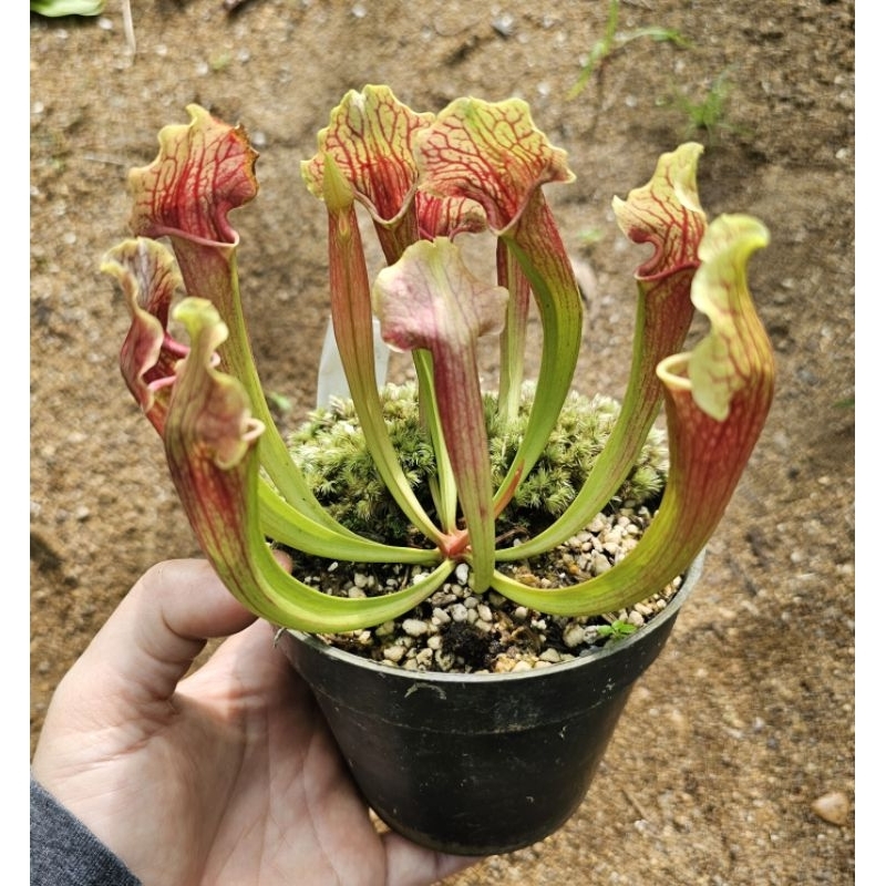

Sarracenia Smoorii