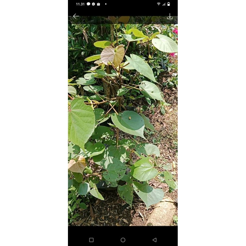 bibit bahan bonsai waru taiwan