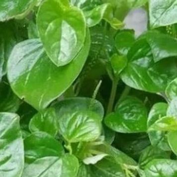 

Daun sirih cina Ketumpang Air Segar 1kg Baru Petik