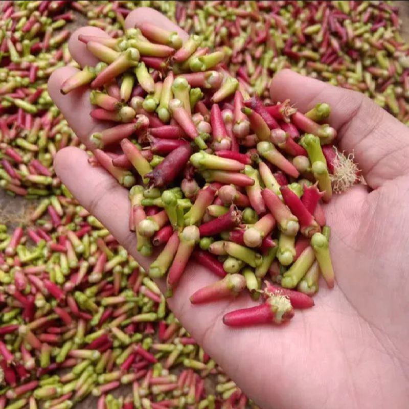 

cengkeh basa segar 1 kg murah kualitas premium udah hasil metik