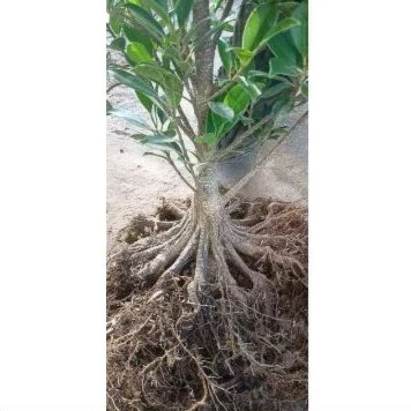 Bahan Bonsai Kimeng Pecah Batang