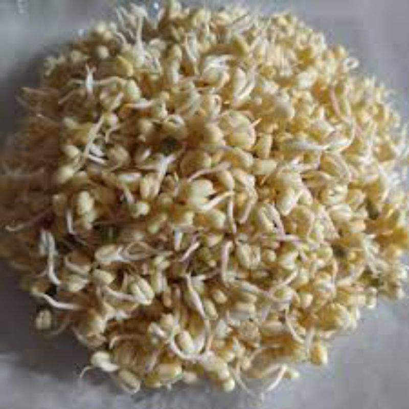

kecambah 1kg