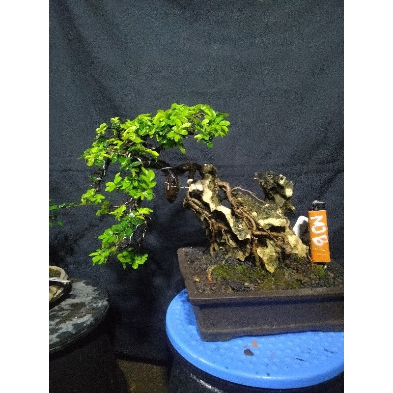 Ulmus Super Mikro Otr