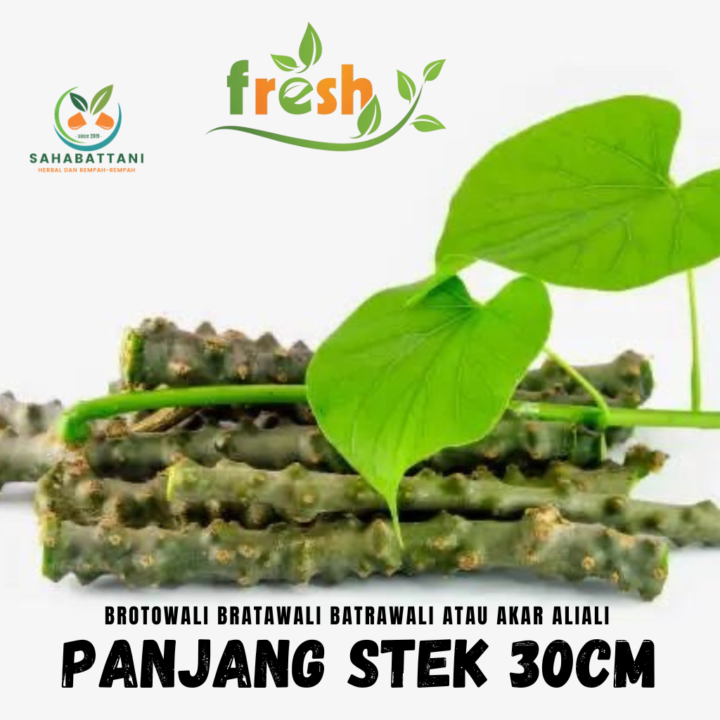 BIBIT BROTOWALI | BATRAWALI SEGAR SAPIH ASI 30cm BROTOWALI/BATRAWALI ASLI PAHIT SEGAR UNTUK SAPIH AN