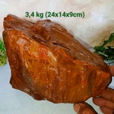 batu fosil galih/badar asem (488)