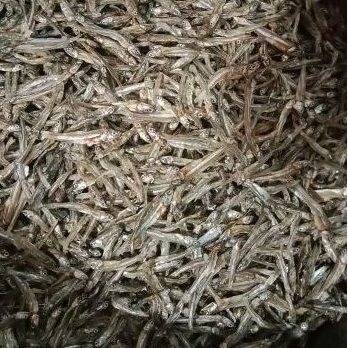 

Ikan Teri