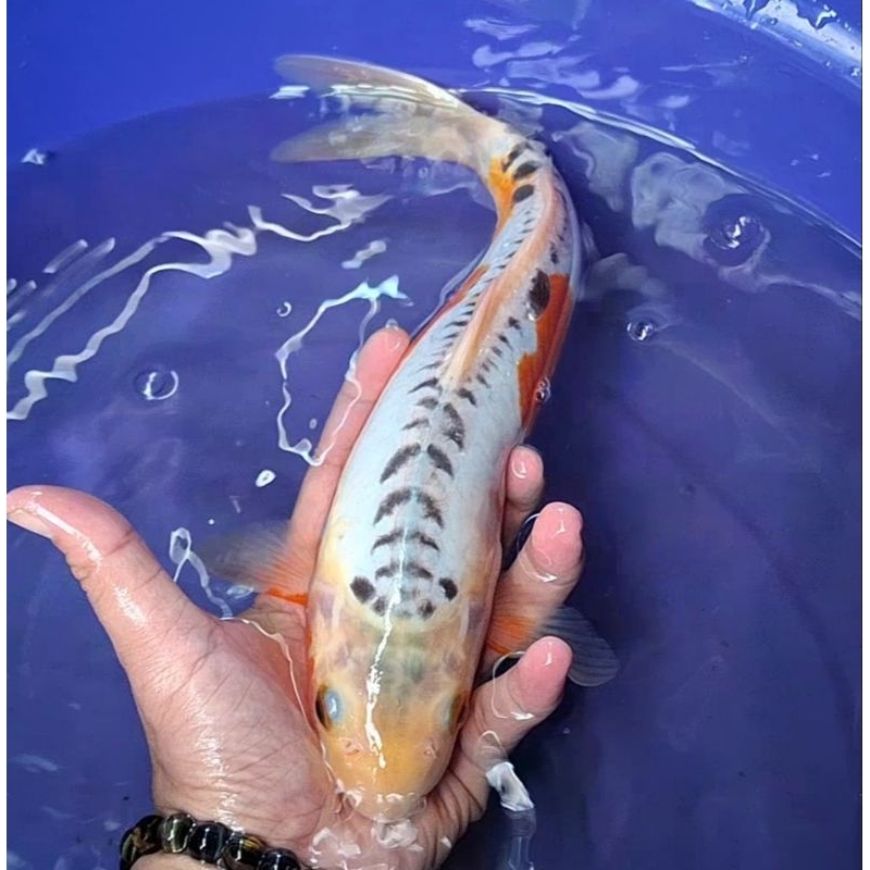Ikan Koi Blitar Jenis Shusui / Rumah Koi Jakarta / kode 0022