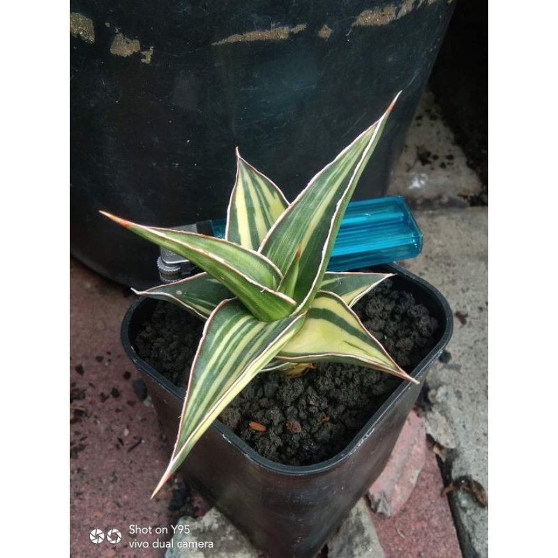 Sansevieria Lavranos 23251 Varigata Lapis Mewah