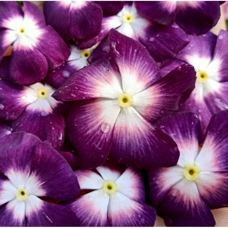 T22 Biji benih bunga vinca ningrum aureola aurora tapak dara ungu herbal fresh seed