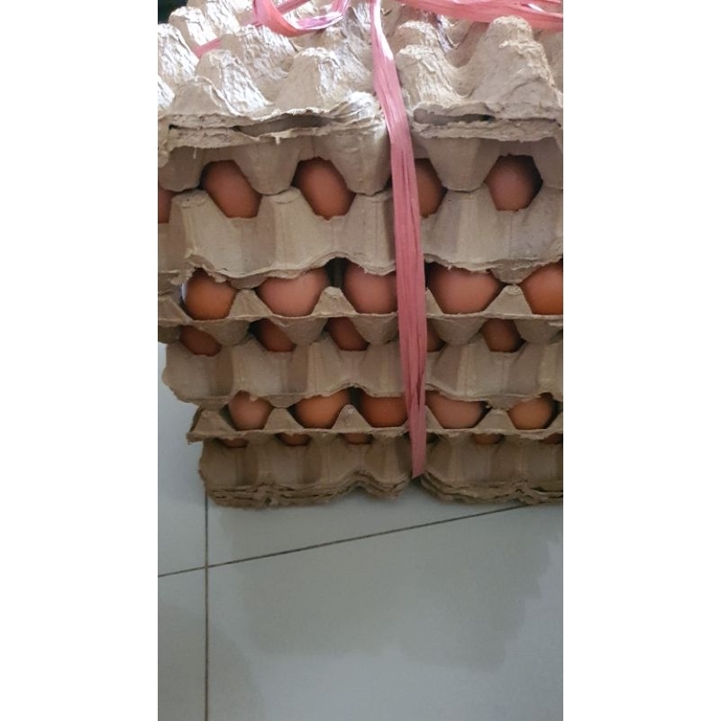

Telur Fresh