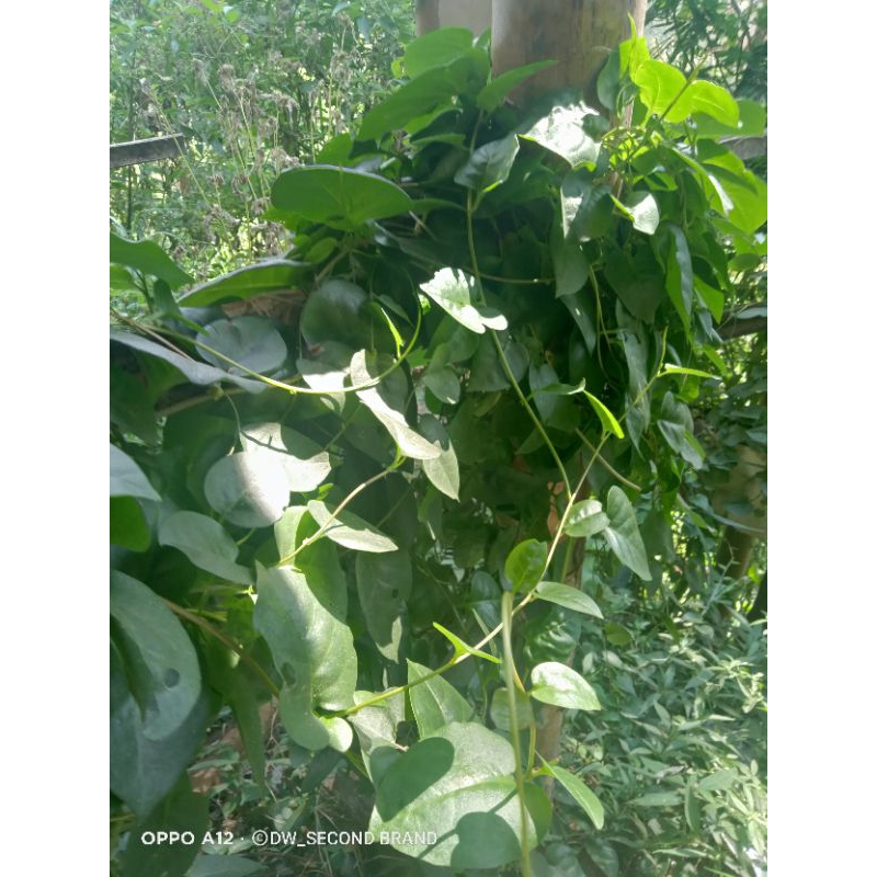 

DAUN BINAHONG SEGAR (1kg)