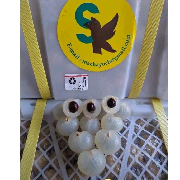 

Kelengkeng Emas SK / kg