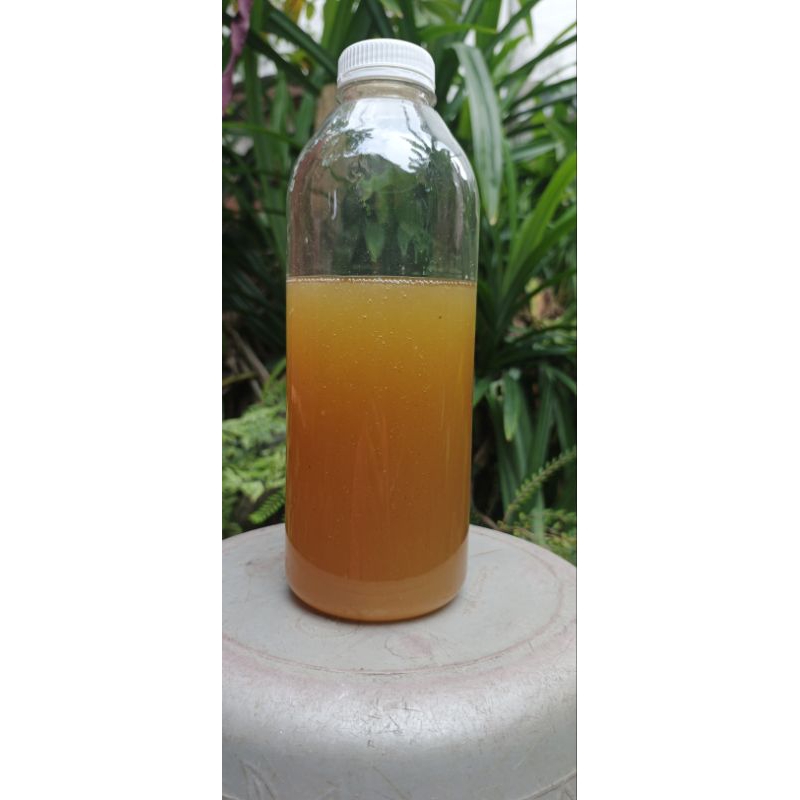 

Madu Sialang hutan Sumatera jenis apis dorsata (500gram/botol | 1KG/botol)