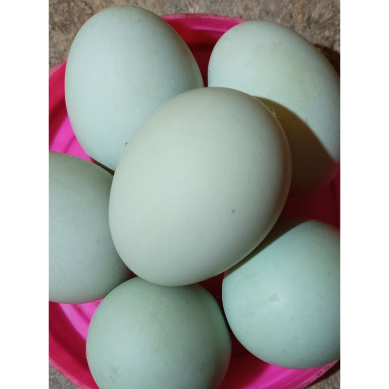 

telur bebek mojosari fertil