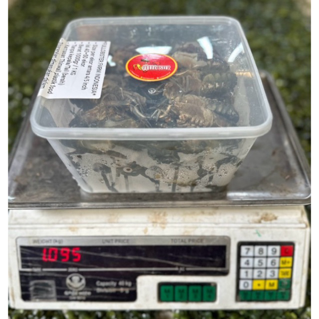 

LOBSTER AIR TAWAR BEKU 1 KG