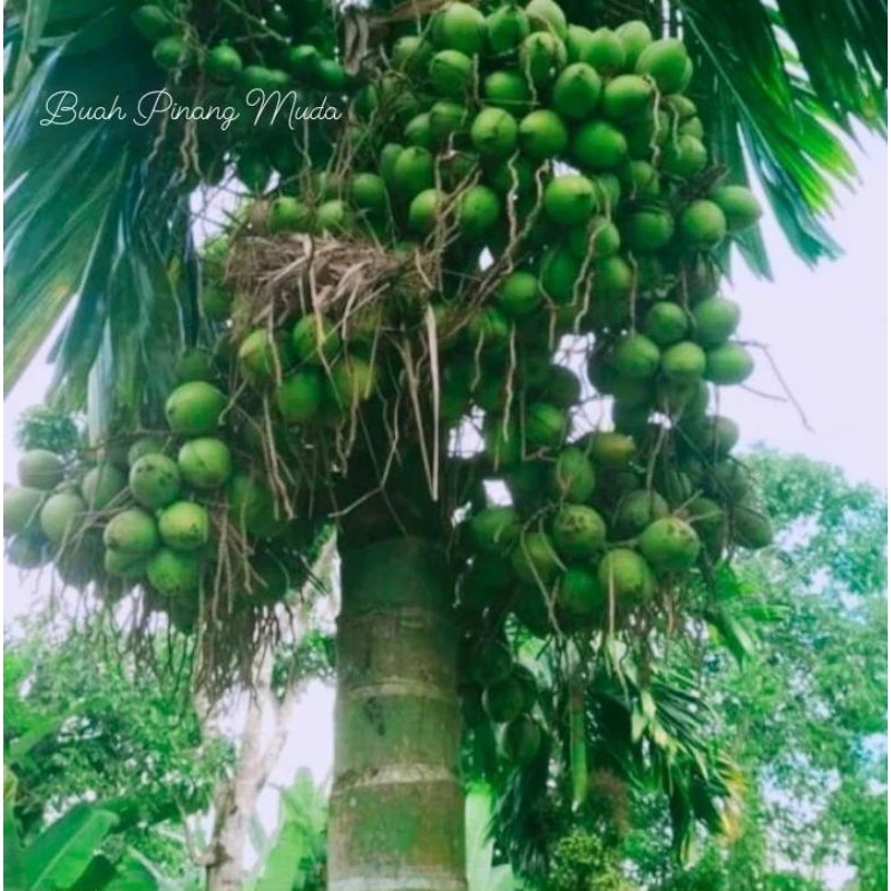 

Buah pinang1kg