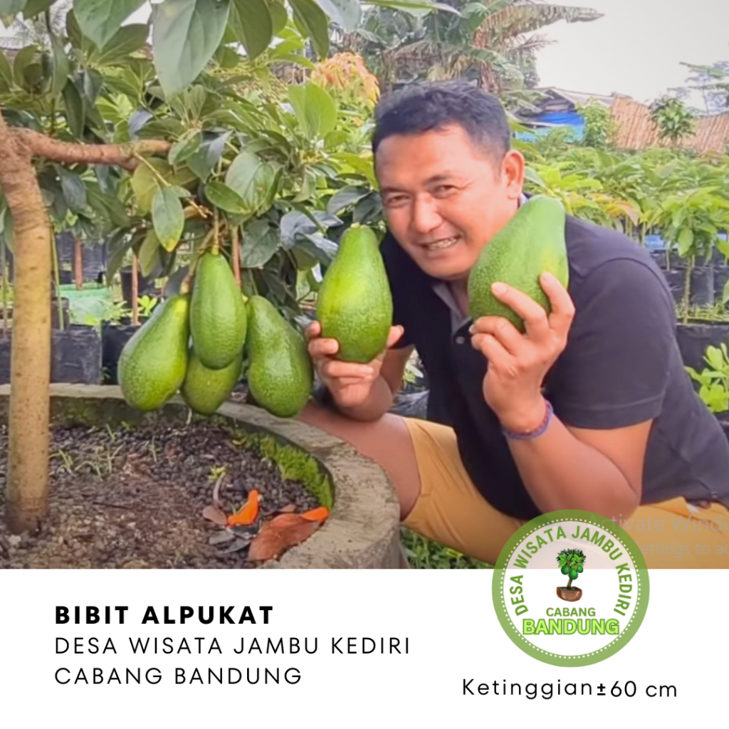 BIBIT ALPUKAT RED VIETNAM Desa Wisata Jambu Kediri Cabang Bandung