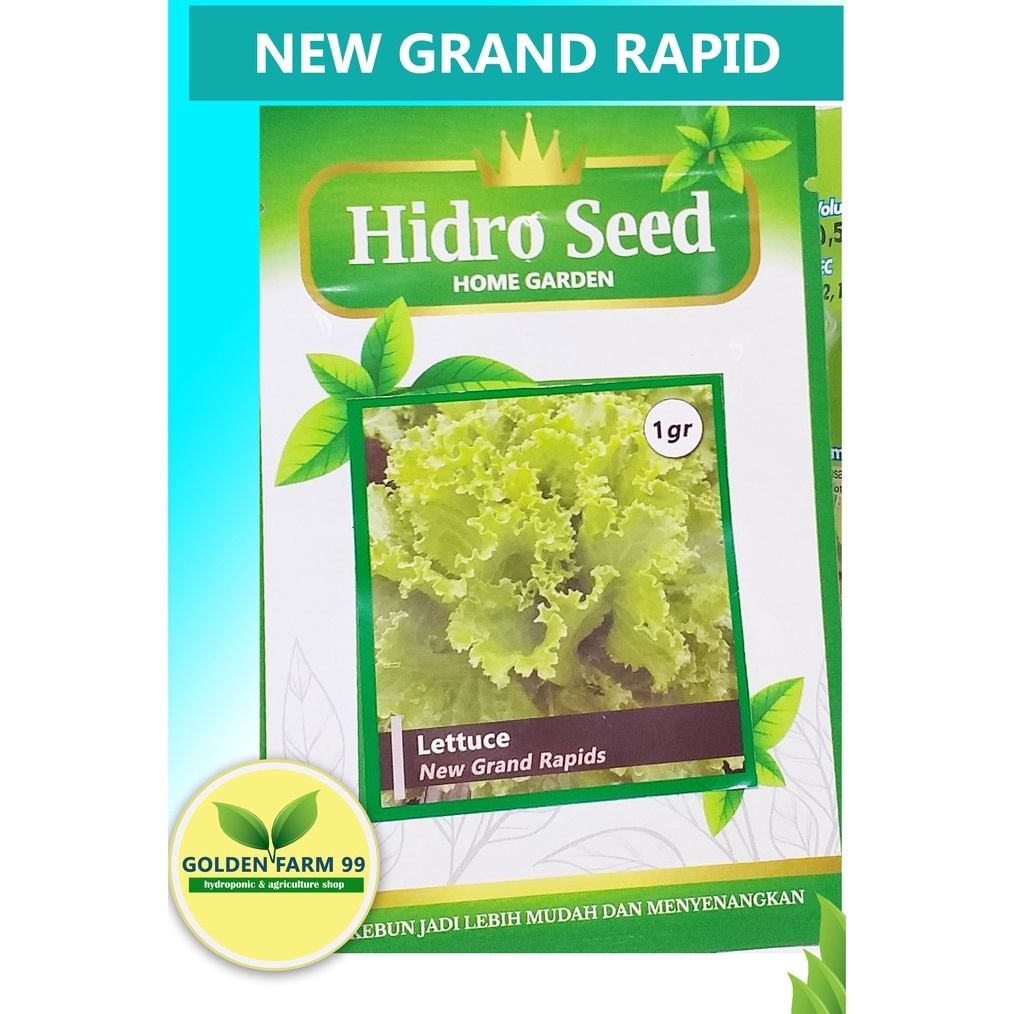 TERLARIS Benih Lettuce New Grand Rapid  Hidro Seed