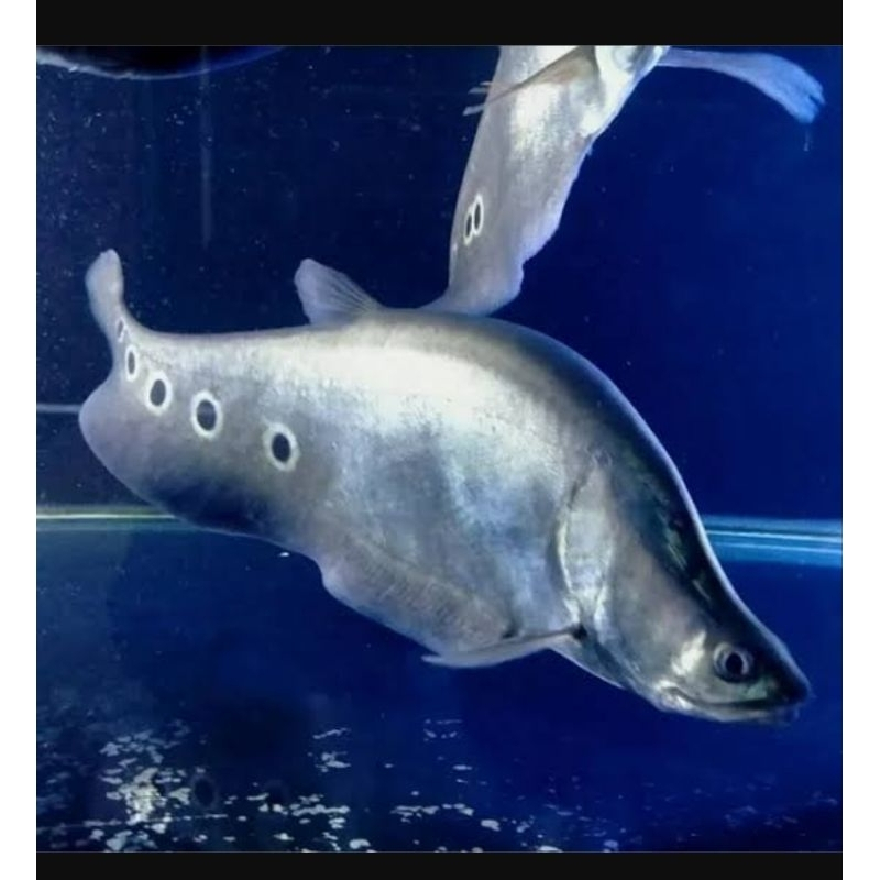 Hiasan Aquarium belida Bangkok