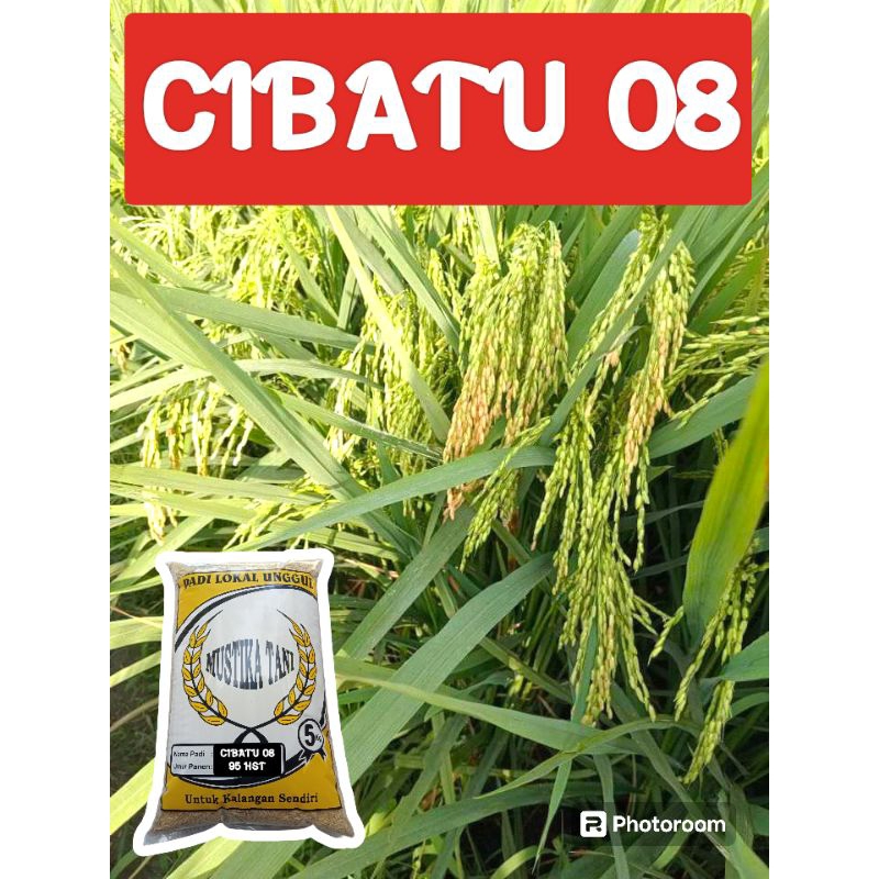 Benih Padi Cibatu 08 terbaru