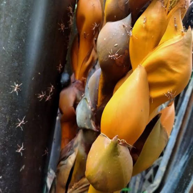 Bunga Nipah Segar / Pakai Tangkai Basah/Kering