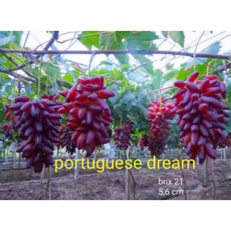 Bibit anggur import PORTUGIS DREAM (NN06)