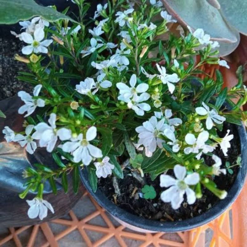 KEBUN_SUBUR EZA - Tanaman Hias Bunga Taiwan Beauty Putih