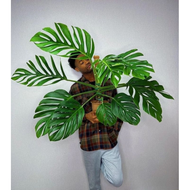 monstera pinatipartita || dekorasi ruangan