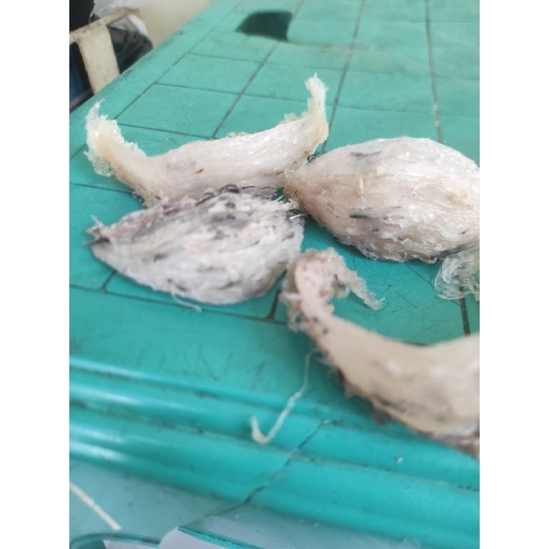 

sarang burung walet/sudut patahan 100% asli tanpa pemutih