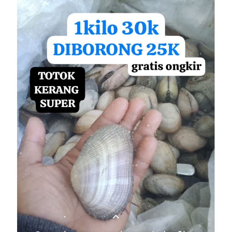 

totok kerang laut super 1kg