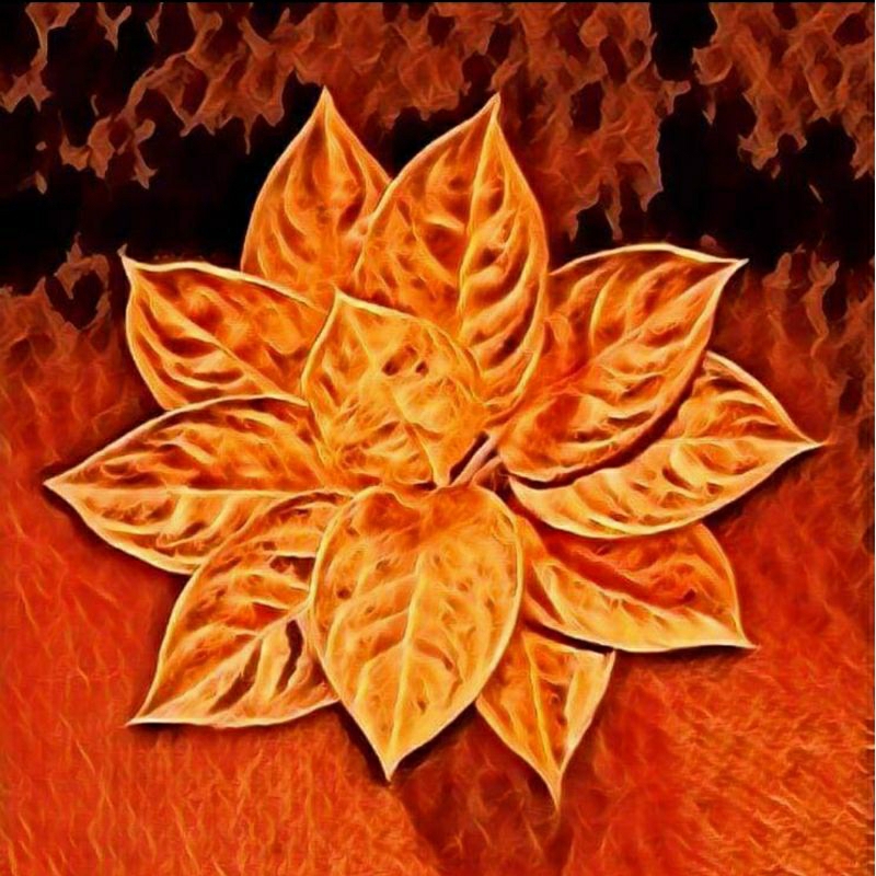 paket bibit pisang tanduk +raja nangka merah