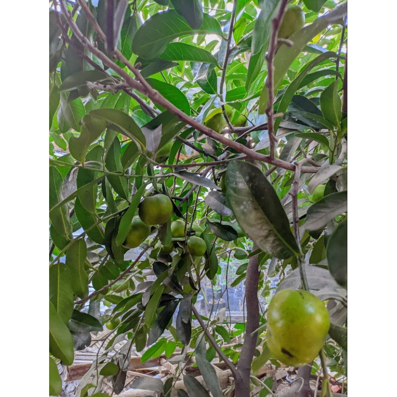 

Buah blck Sapote giant siap diperam/dimatangkan dimatangkan murah