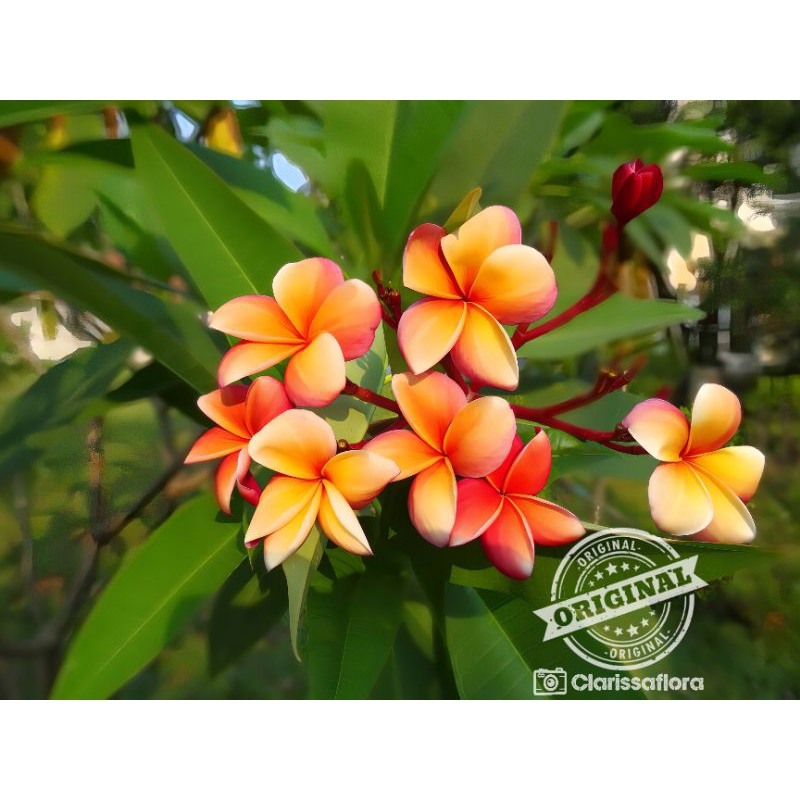 PROMO MURAH plumeria pohon Kamboja Bali Cendana emas cutting
