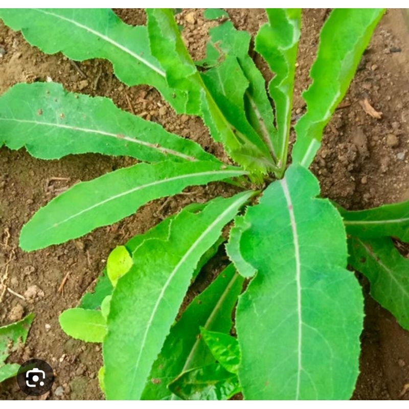 

Tanaman Herbal Tempuyung Segar 250 Gram Segar Baru Ambil Obat Herbal Termurah