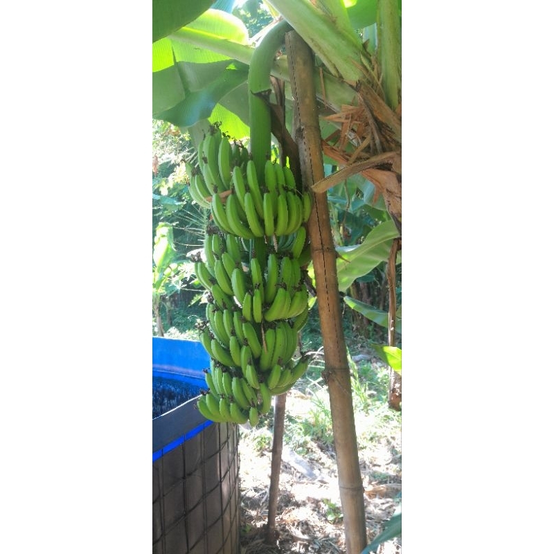 BIBIT PISANG MOROSEBO.