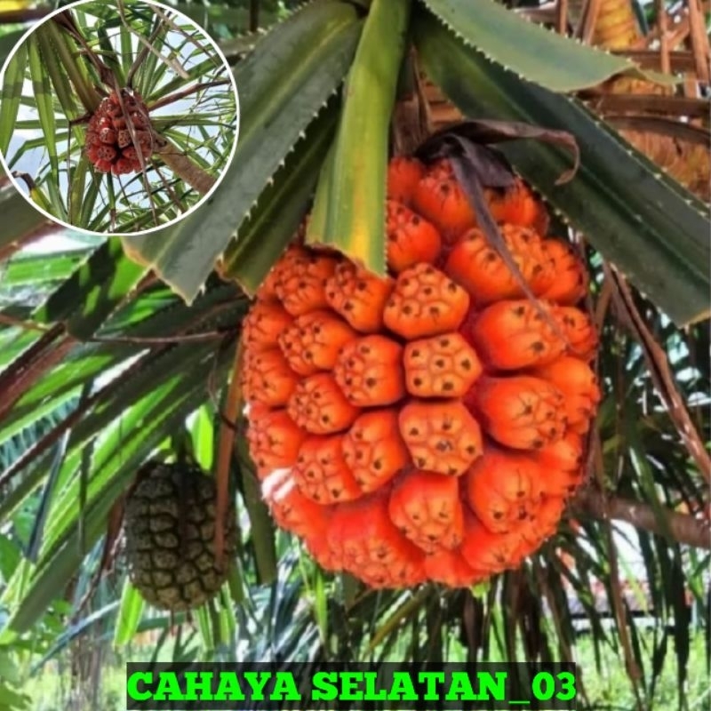 

Buah Pandan Duri-Pandan Laut Fresh Di Petik Langsung Dari Pohonnya