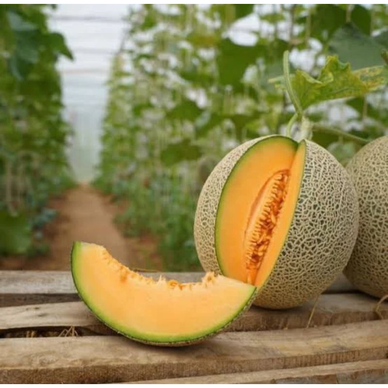 

Buah Melon Madu Manis - 1 Buah