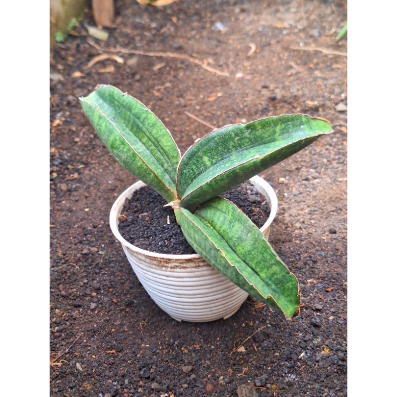 Sinus Zimbabwe Sansevieria daun tebal