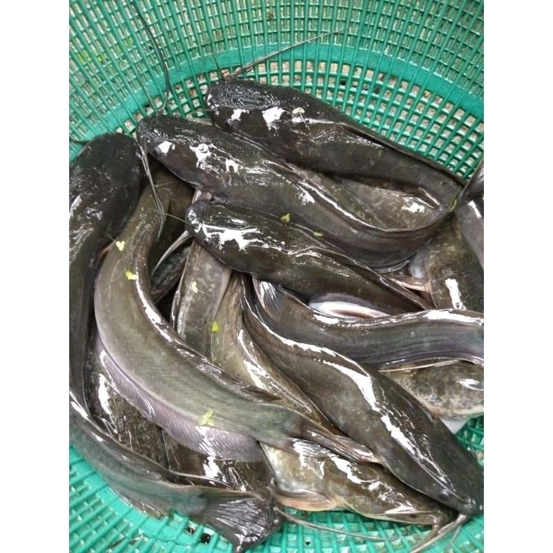 

Ikan lele 500gr