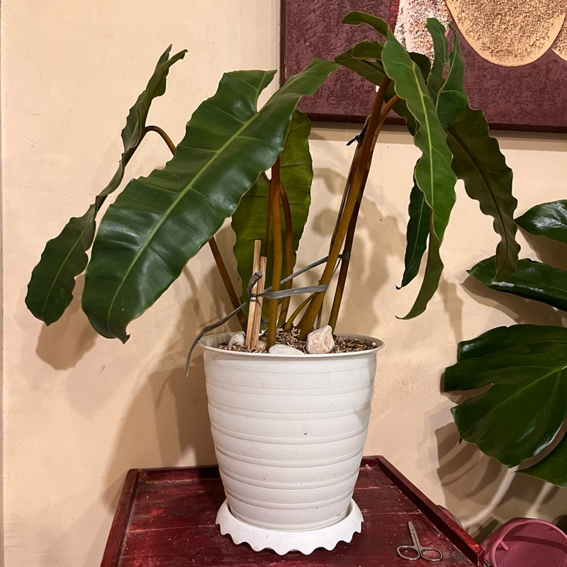 Philodendron Billietiae