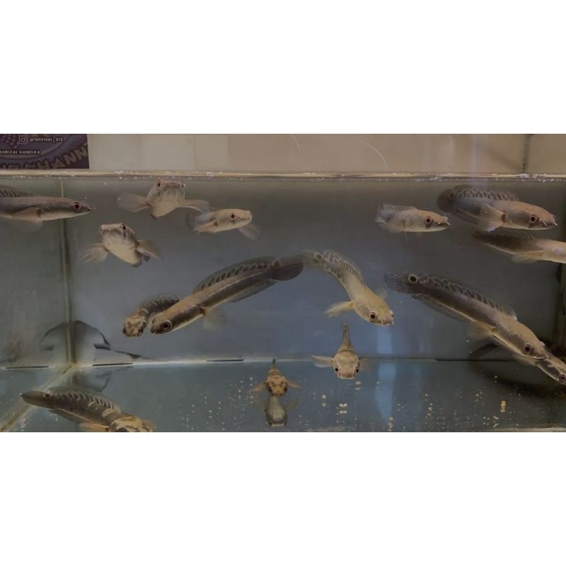 channa ys 13-15 cm random free manggot & ketapang