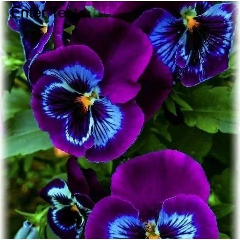 paket 12 anakan aglonema red sumatra golden gold