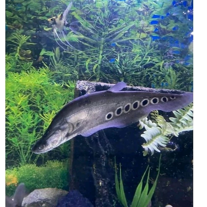Hiasan aquarium/Belida Bangkok