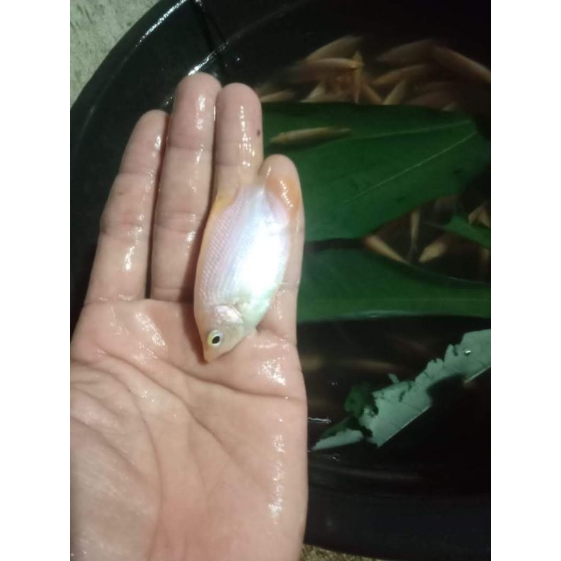 

bibit gurame Padang ukuran 2-3 cm paket 75 ekor