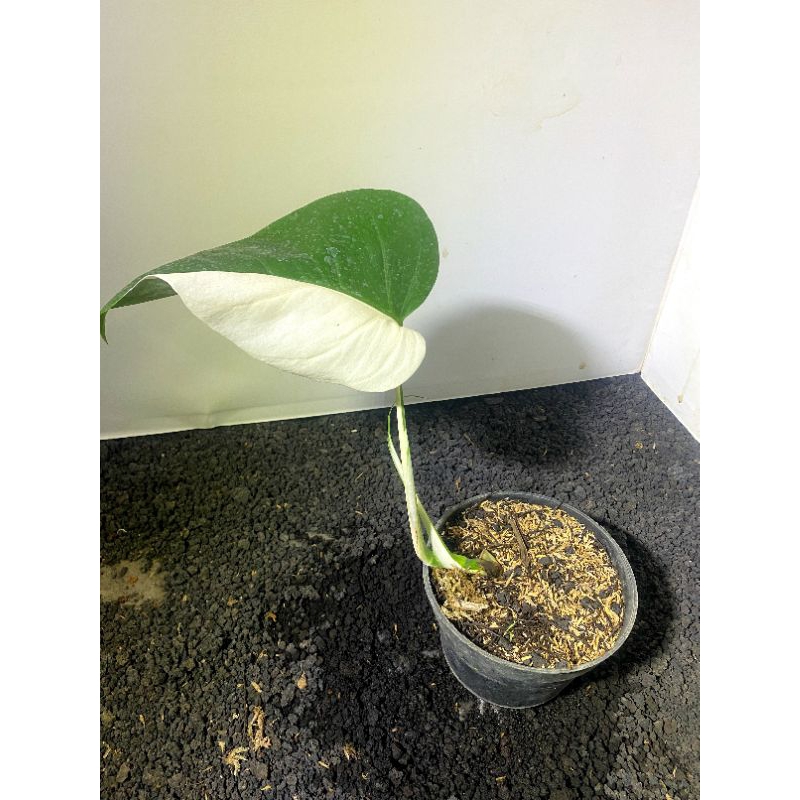 MONSTERA ALBO HALFMOON VARIGATA