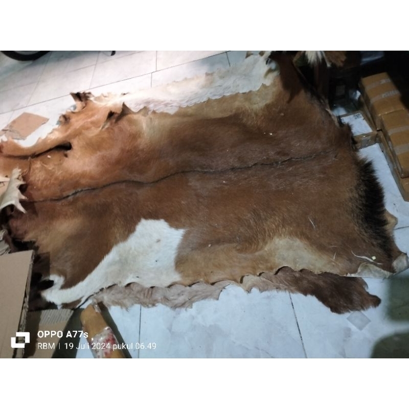 bahan kulit kambing kering