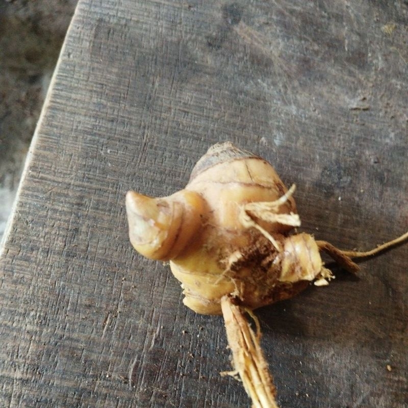 lengkuas  ( 1kg )