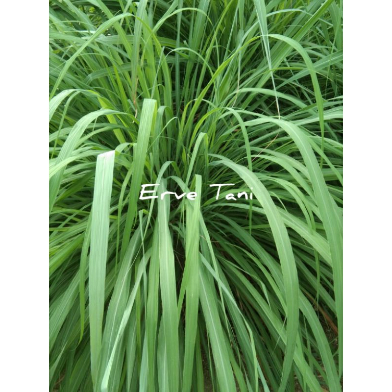 

SEREH MERAH 100 GRAM / SEREH WANGI / SEREH HERBAL