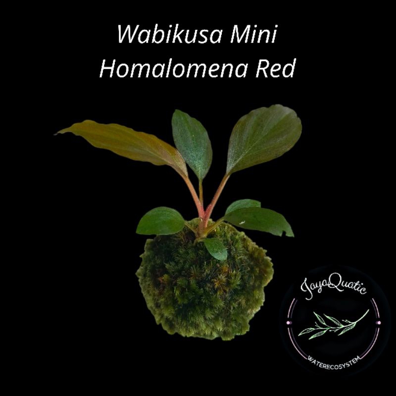Wabikusa Mini Homalomena Red - Miniatur Kokedama Kusamono Ornament Terrarium Paludarium