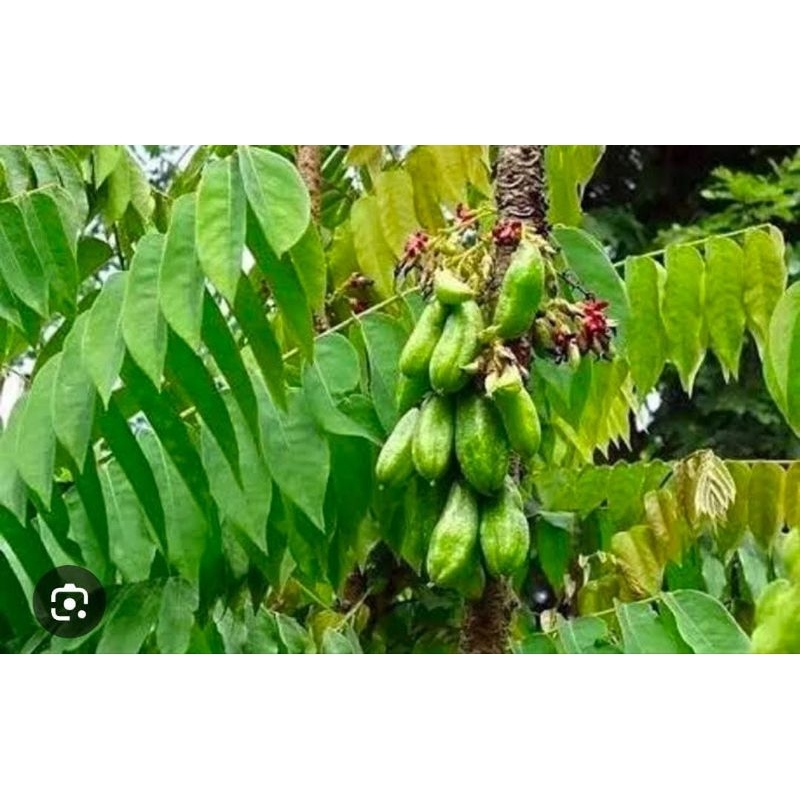 

Daun Belimbing Wuluh Wulung Segar 250 Gram Termurah Fresh Obat Herbal
